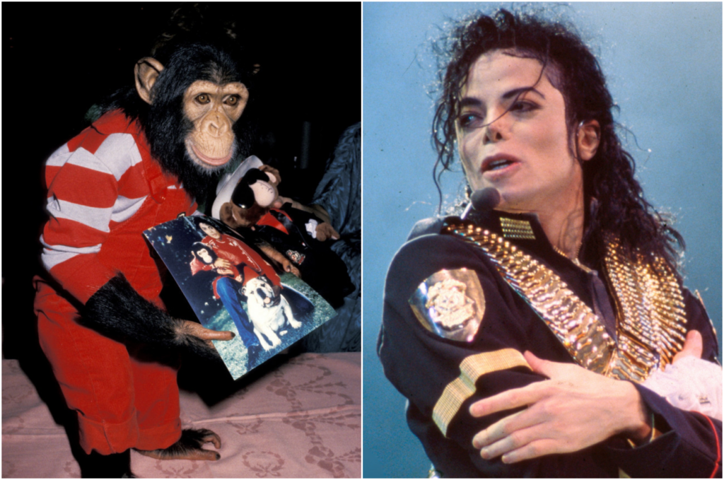 Chimpanzé de estimação de Michael Jackson ganha mesada em santuário 1 Bubbles era o chimpanzé de Michael Jackson