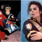 Chimpanzé de estimação de Michael Jackson ganha mesada em santuário